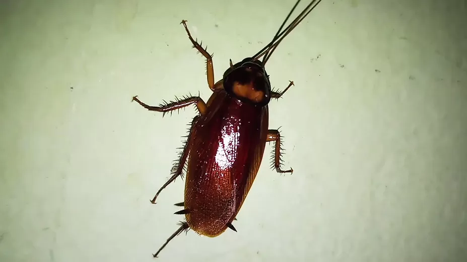 রাজশাহী মেডিক্যালে তেলাপোকার ‘রাজত্ব’