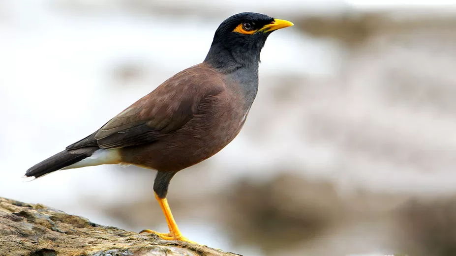 তপ্ত দুপুরে হার না মানা এক শালিক