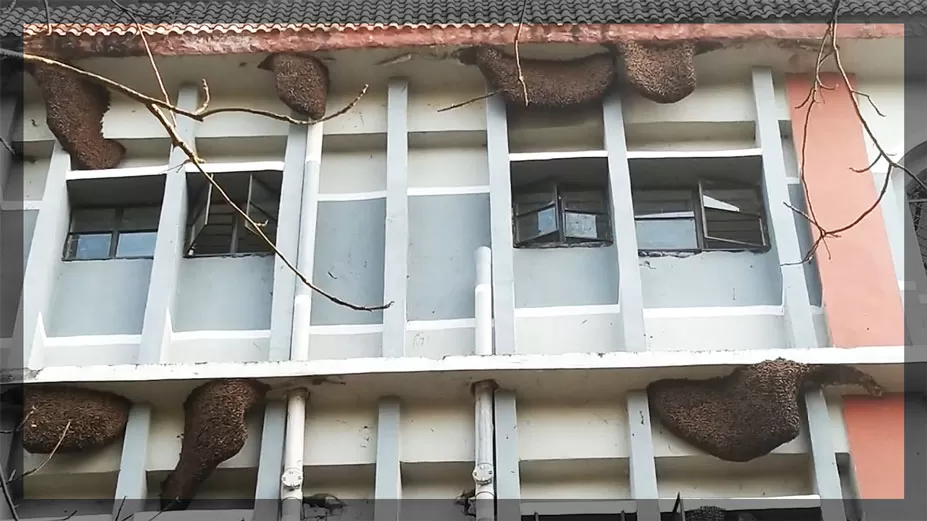 চন্দ্রকোনা কলেজে ভবনজুড়ে মৌচাক