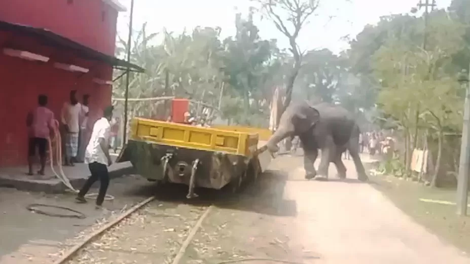 নারী সঙ্গীর খোঁজে সার্কাসের হাতির তাণ্ডব 