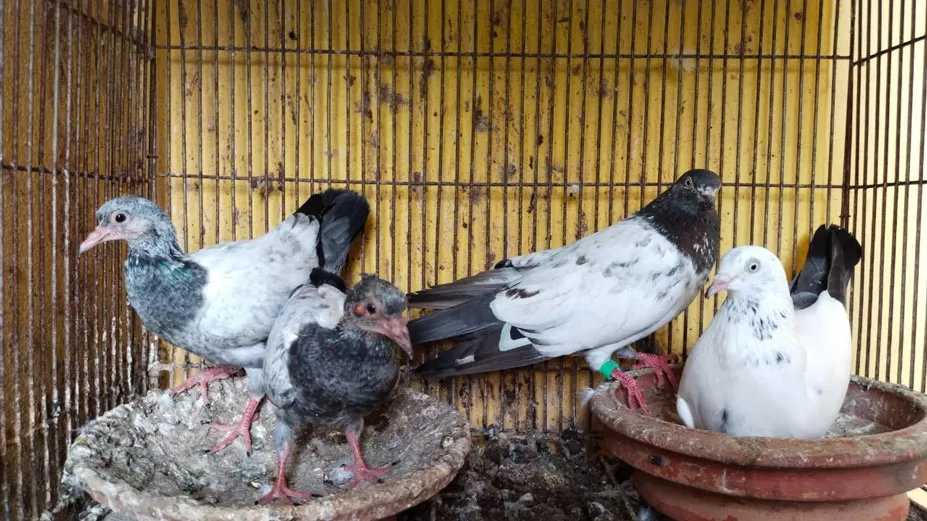 খাবারের দাম বাড়ায় বিপাকে কবুতর খামারিরা 