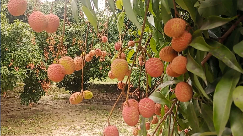 আসানির আঘাতের শঙ্কায় কাঁচা লিচু ঘরে 