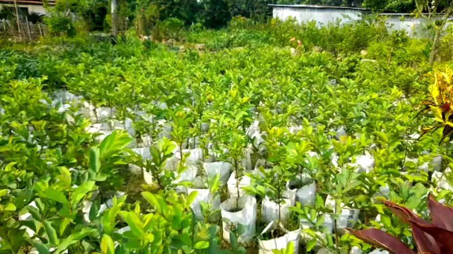 শখের ছাদবাগান থেকে বাণিজ্যিক নার্সারি