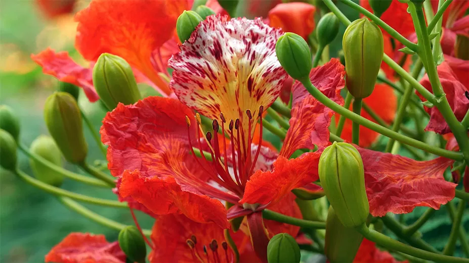 কৃষ্ণচূড়ায় লাল জগন্নাথ বিশ্ববিদ্যালয়