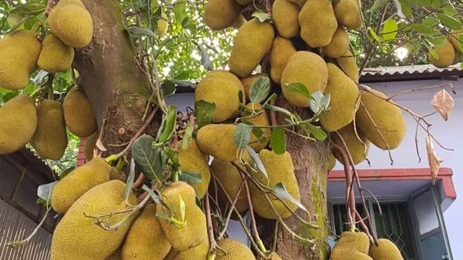 লাল মাটির কাঁঠাল, সস্তায় বিক্রি 