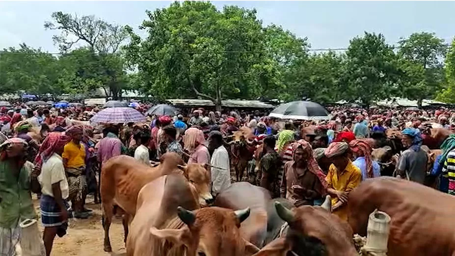 বেচাকেনা কম ঐতিহ্যবাহী বামন্দীর পশুর হাটে 