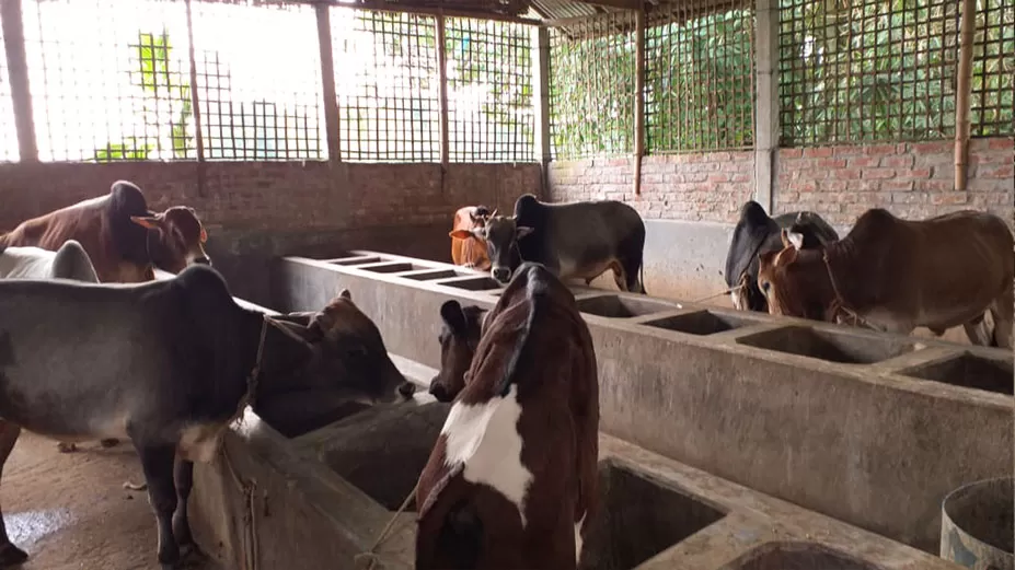 প্রাকৃতিক উপায়ে গবাদিপশু পালন 