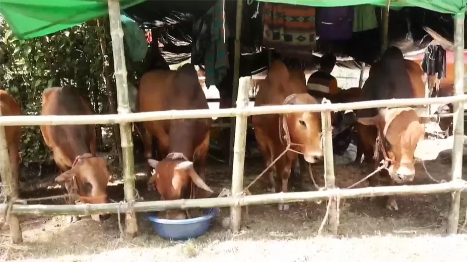 জমে ওঠেনি আফতাবনগর পশুর হাট