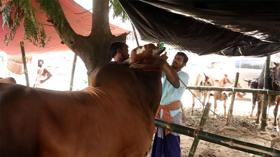 কোরবানির গরুকে খায়ানো হলো সেভেন-আপ