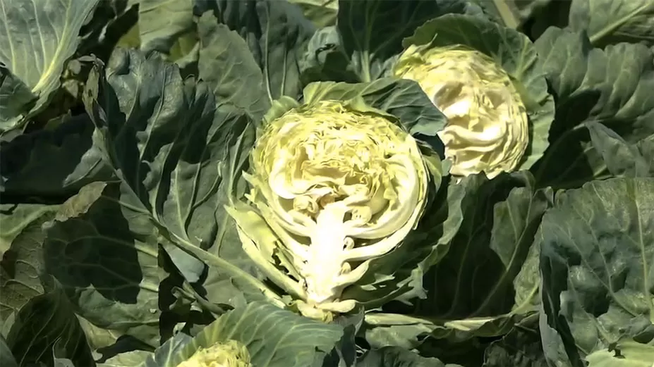 বাঁধাকপি কাটল কে