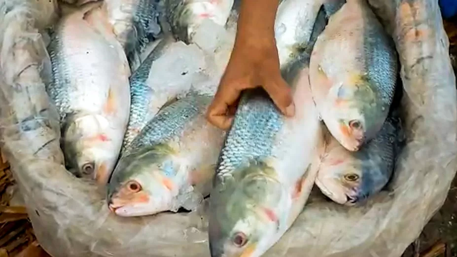 মুন্সীগঞ্জে ইলিশের ছড়াছড়ি