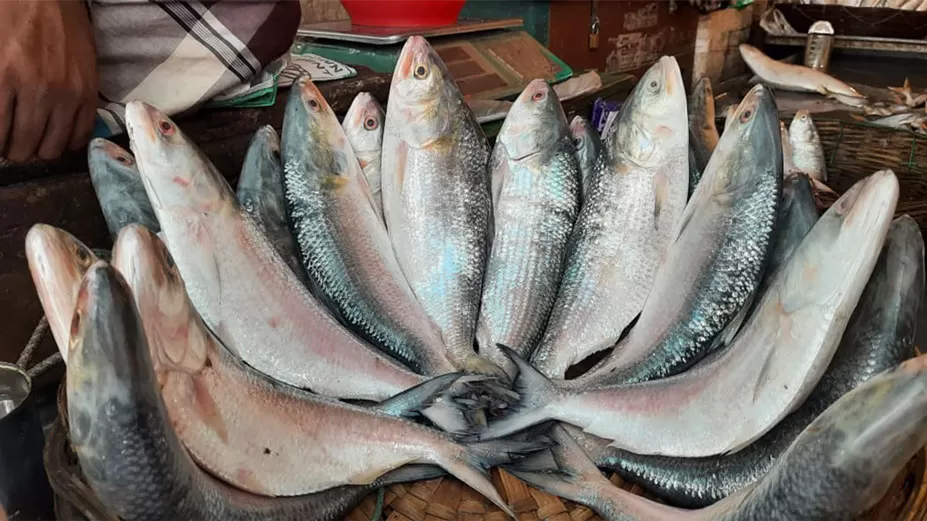 জেলেদের জালে প্রচুর ইলিশ, বাজার সরগরম