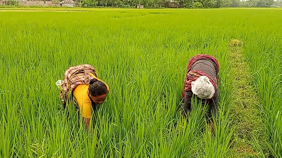 জ্বালানি তেলের মূল্য বৃদ্ধিতে বিপাকে কৃষক