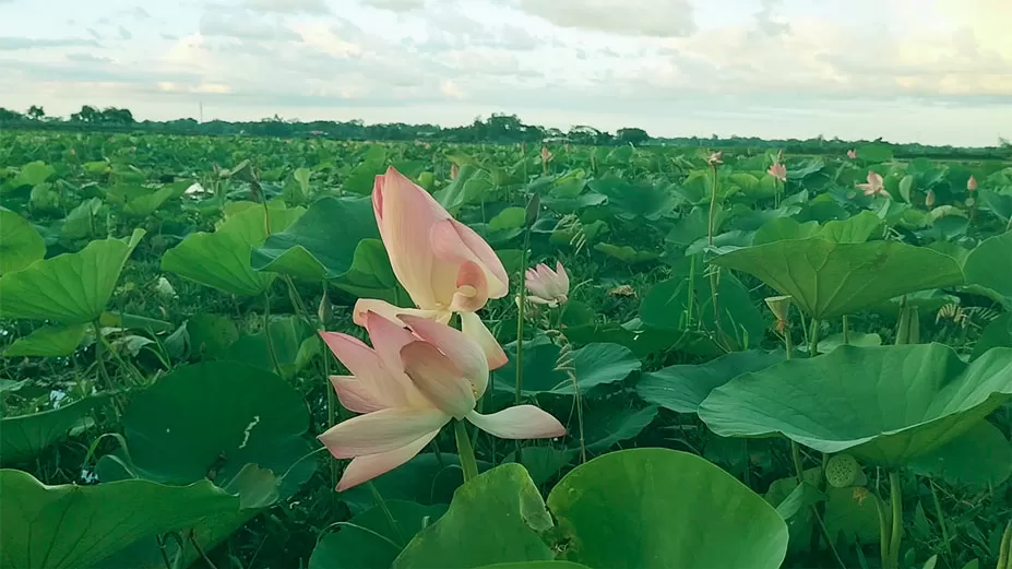 কাইনহা বিলে পদ্মফুলের মেলা