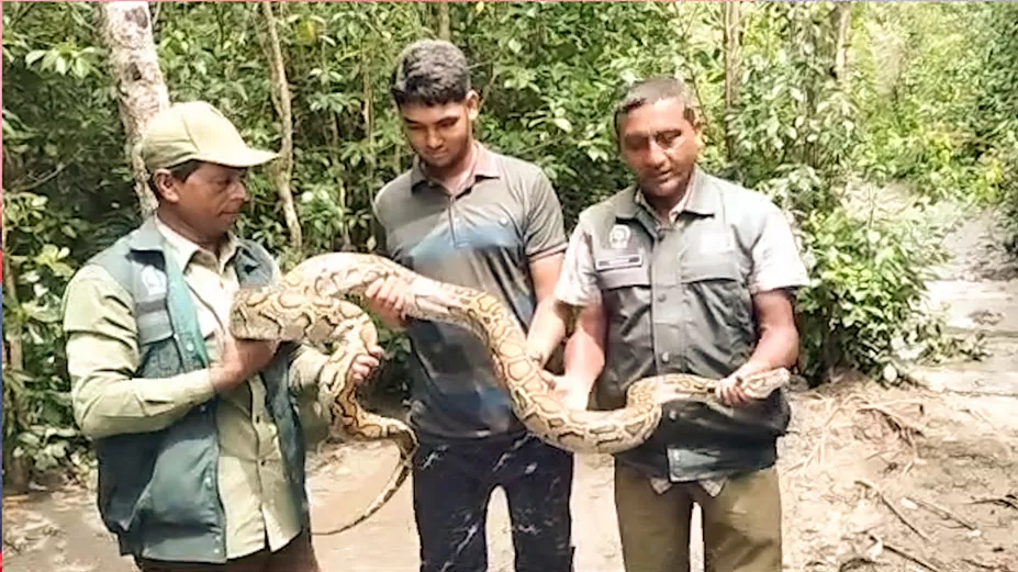 লোকালয় থেকে উদ্ধার অজগর সুন্দরবনে অবমুক্ত