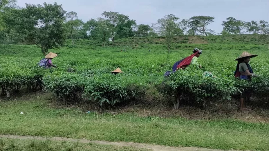 কাজে ফিরেছেন সিলেট-মৌলভীবাজারের চা শ্রমিকরা 