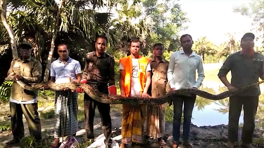 হাঁস-মুরগি খেয়ে ধরা পড়ল অজগর 