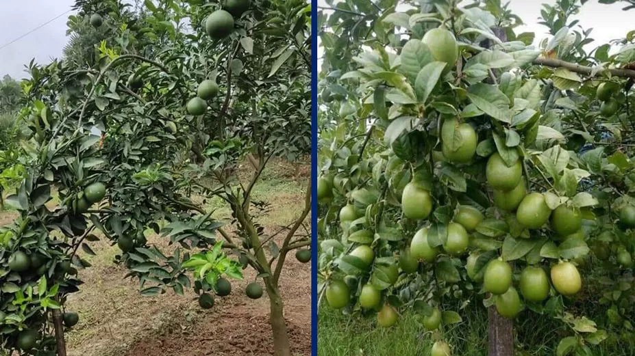 বাড়ছে লেবু-মাল্টার চাষ