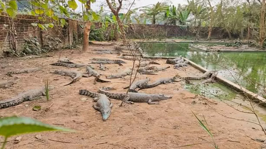 সংকট কাটিয়ে আবারও চালু রেপটাইলস ফার্ম