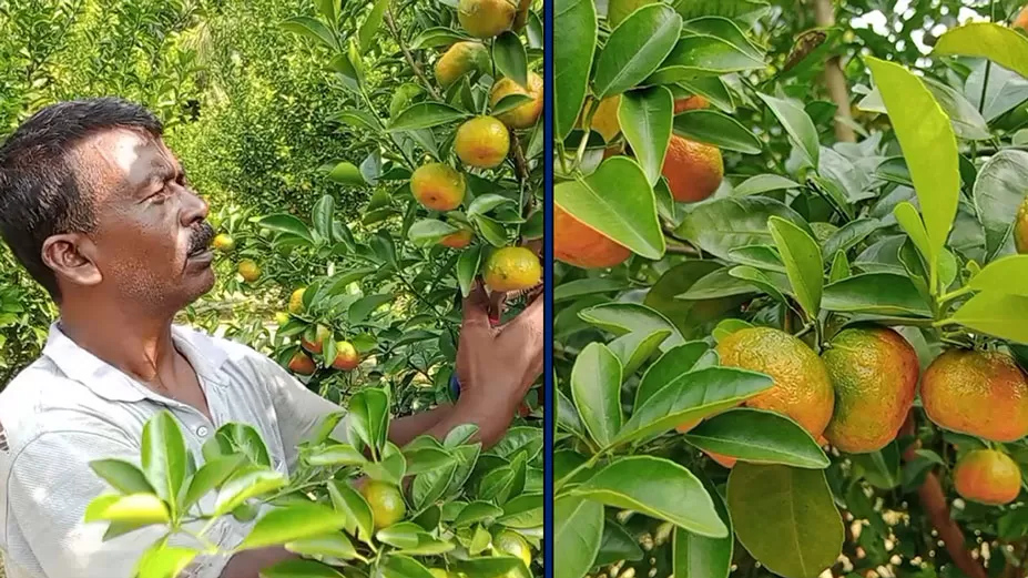ইউটিউব দেখে কমলা চাষ, ২ বছরেই সফল 