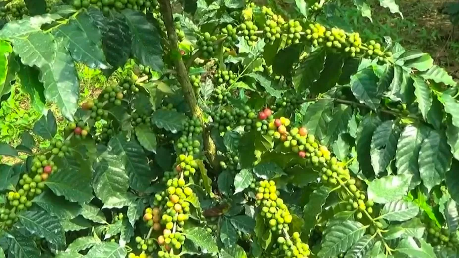 চা-কফি খাওয়ার নেশা থেকেই কফি বাগান 