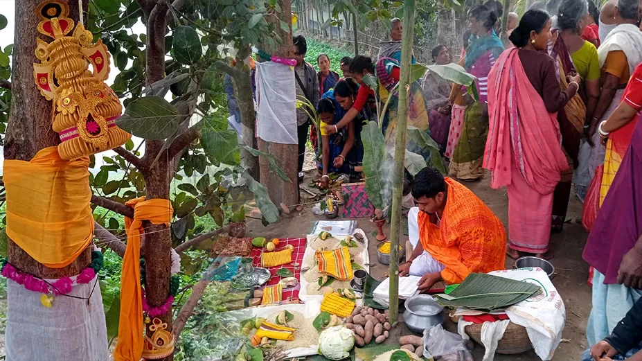 মহা ধুমধামে বট-পাকুড়ের বিয়ে