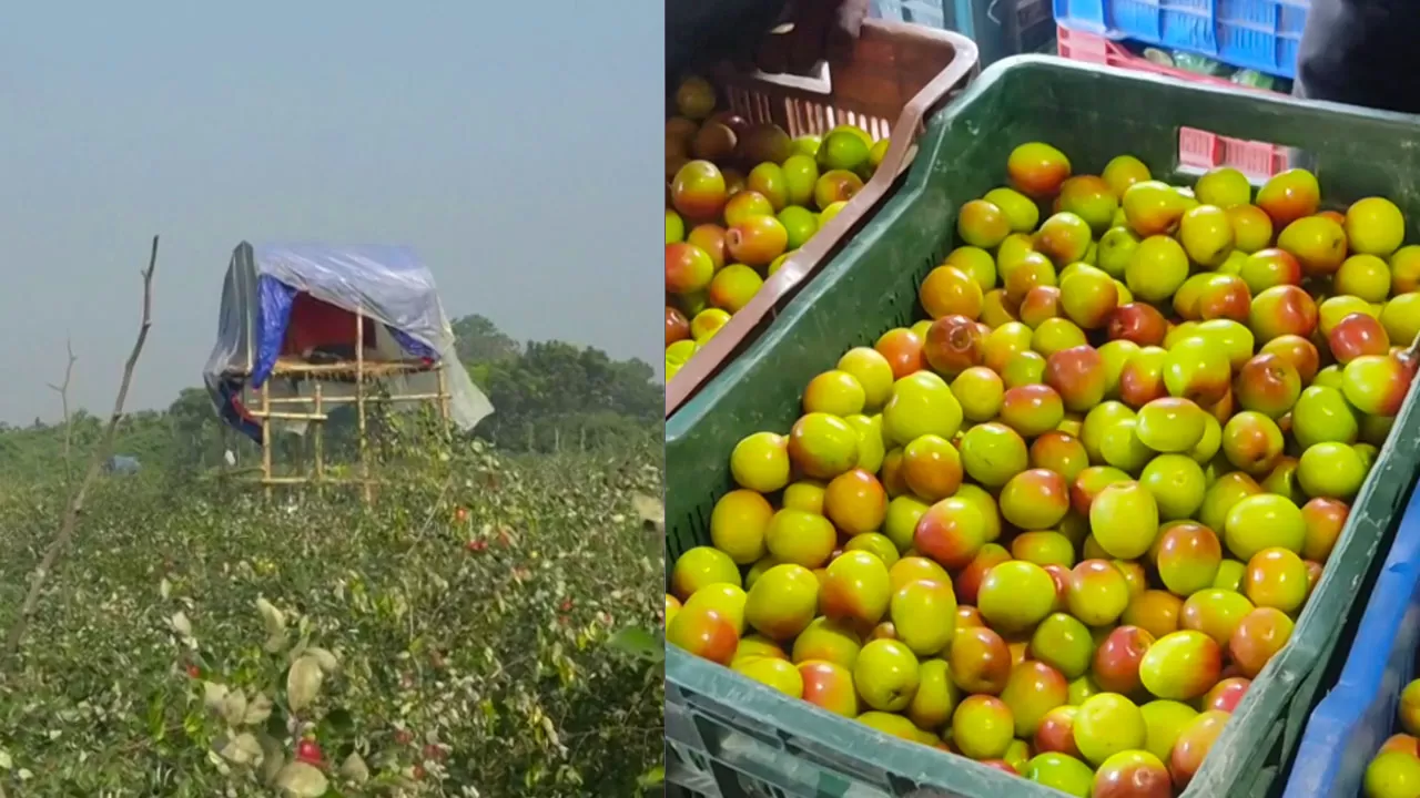 কুল চাষে লাখ টাকা আয়