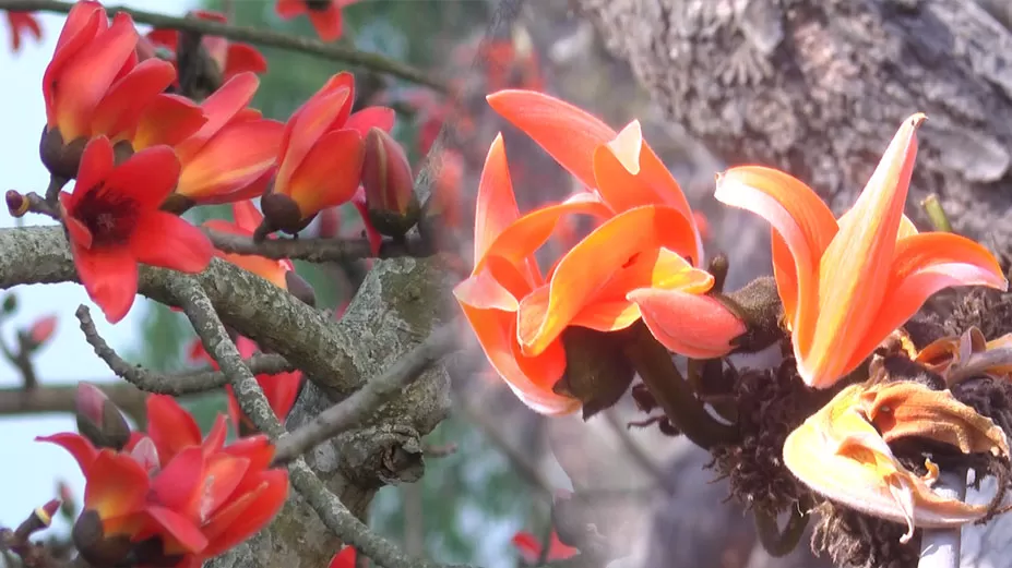 প্রকৃতিপ্রেমীদের মন মাতাচ্ছে শিমুল-পলাশ