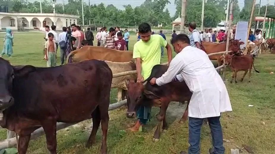 ভেটেরিনারি দিবসে বিনামূল্যে ভ্যাকসিন