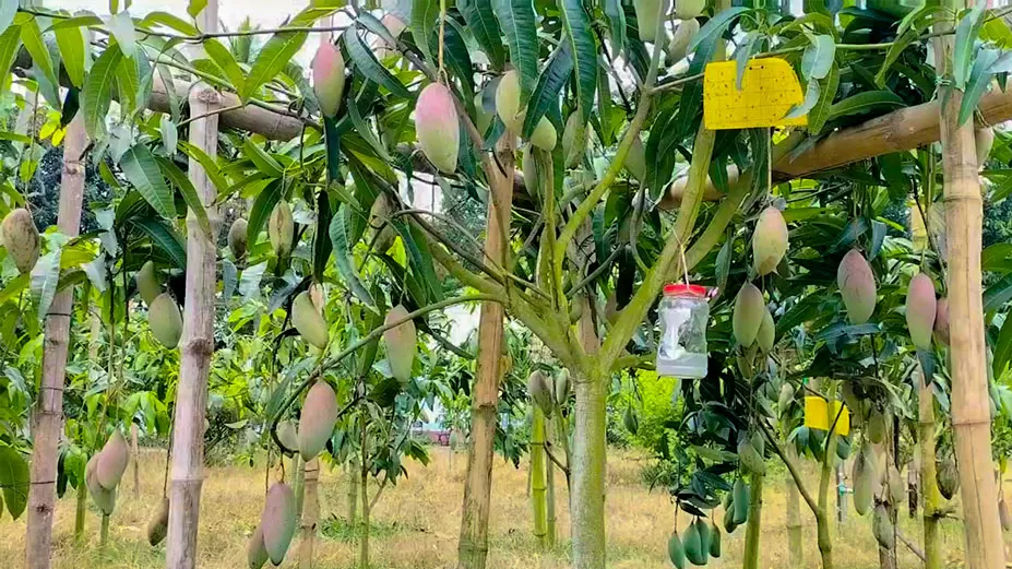 সাংবাদিকের শখের বাগানে ৪৭ জাতের আম