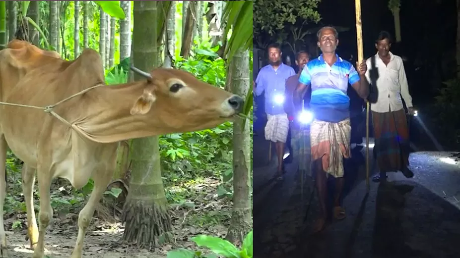 গ্রামে গরু চুরির হিড়িক, ঋণের দায়ে শঙ্কিত কৃষক