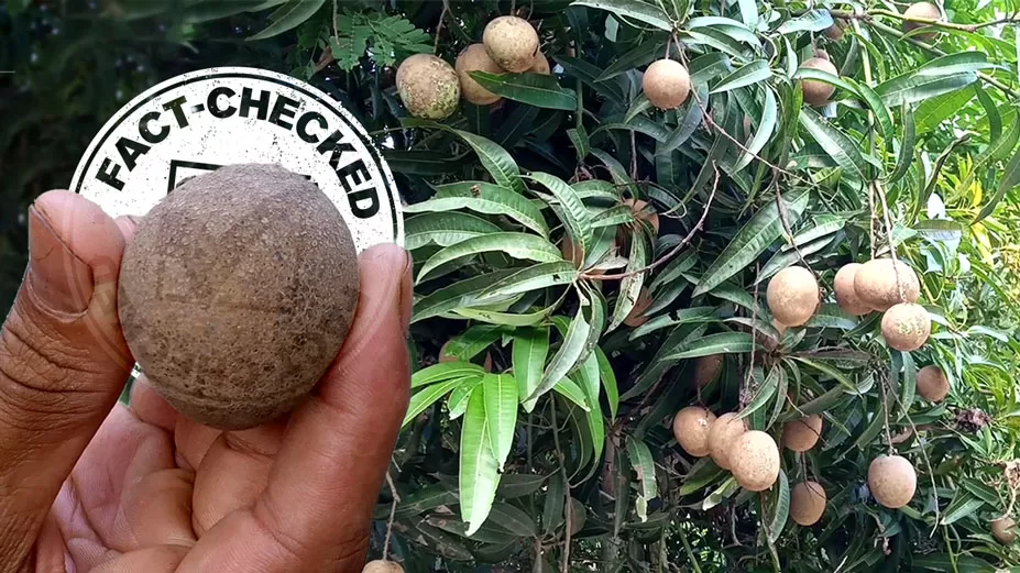 উগান্ডার রোগে আম হয়ে গেল সফেদা!