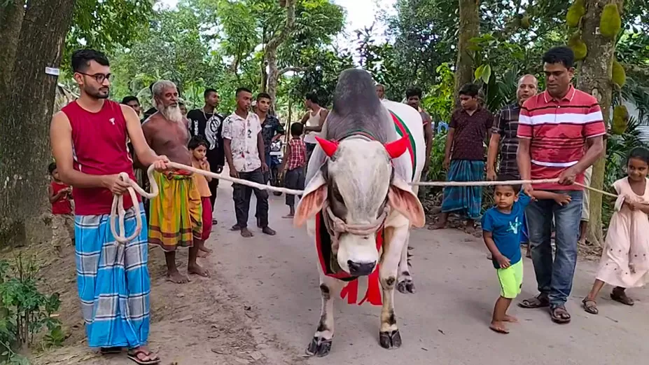 প্রধানমন্ত্রীকে কোরবানির গরু উপহার দিলেন কৃষক দম্পতি