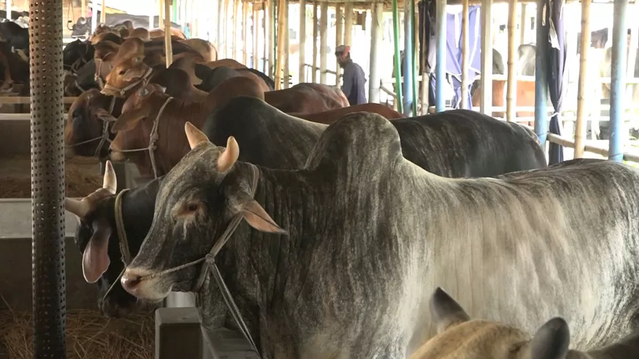 কোরবানি উপলক্ষে নাটোরে প্রস্তুত ২৮ হাজার খামারি, ভালো দামের আশা