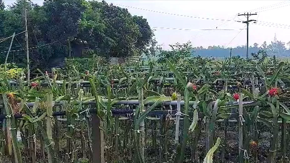 ড্রাগন ফল চাষ করে স্বাবলম্বী হচ্ছেন কৃষকরা 