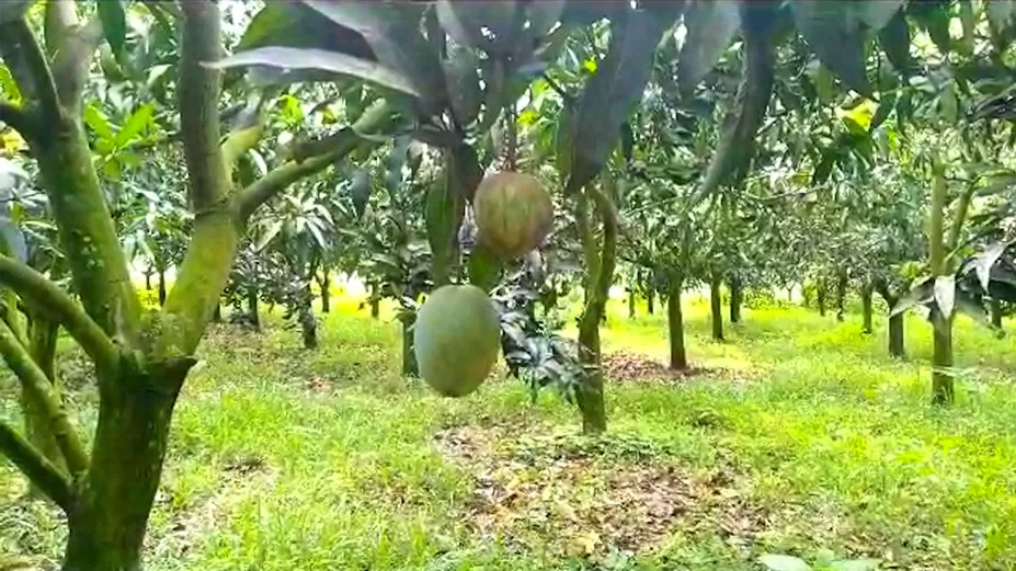 আম চাষে ক্ষতিগ্রস্ত কলেজশিক্ষক 