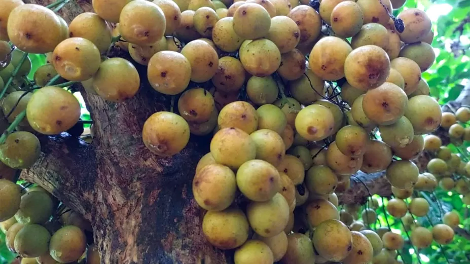 লটকন চাষে লাখ টাকা আয় 