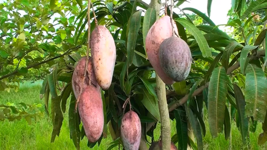 বিদেশি আমে স্বপ্ন বুনছেন কৃষি উদ্যোক্তারা