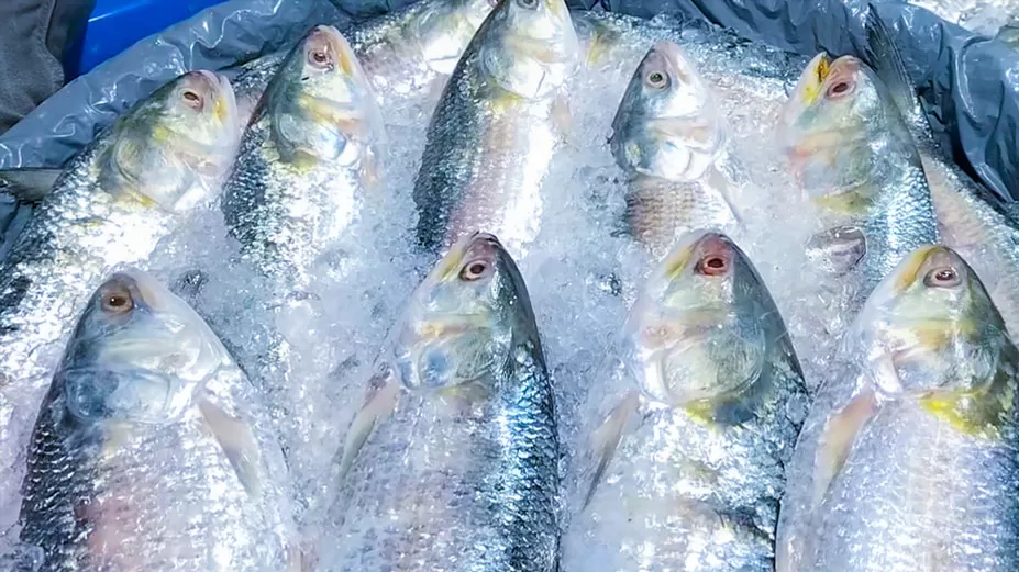 সরবরাহ বেড়েছে ইলিশের, দাম কমেছে