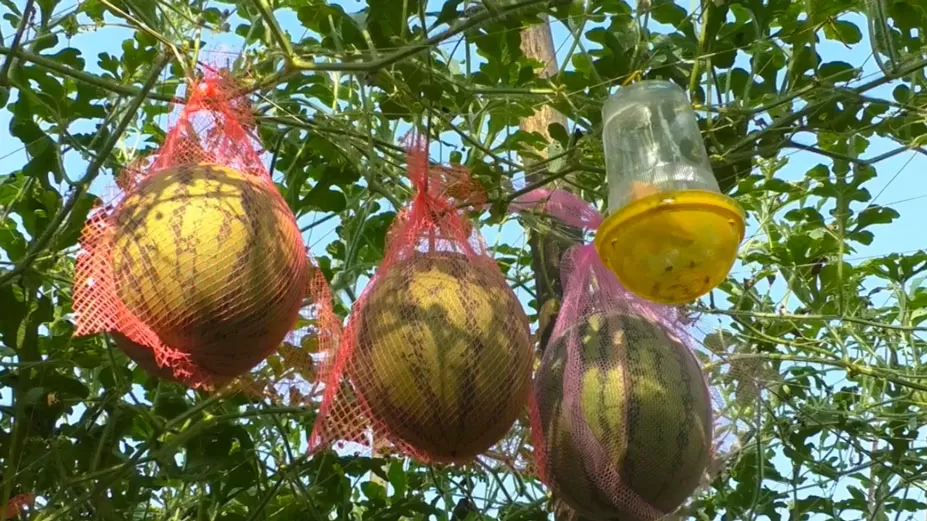 অসময়ে তরমুজ চাষ, কৃষকের ভাগ্য বদলের আশা