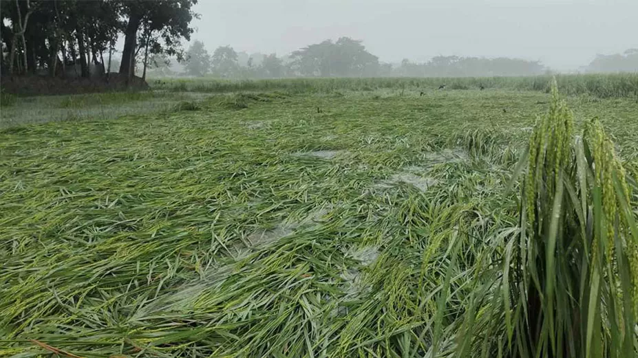 ঘূর্ণিঝড় মিধিলি প্রভাবে পটুয়াখালীতে ফসলের ব্যাপক ক্ষতি