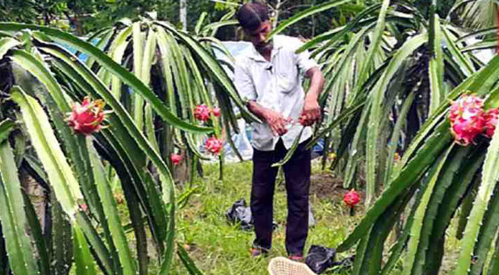 ড্রাগন ফল চাষে আকরাম গাজীর সাফল্য