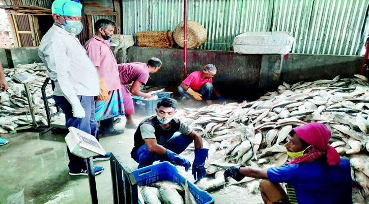 বরিশালে বড় ইলিশের কেজি পাঁচশ টাকা