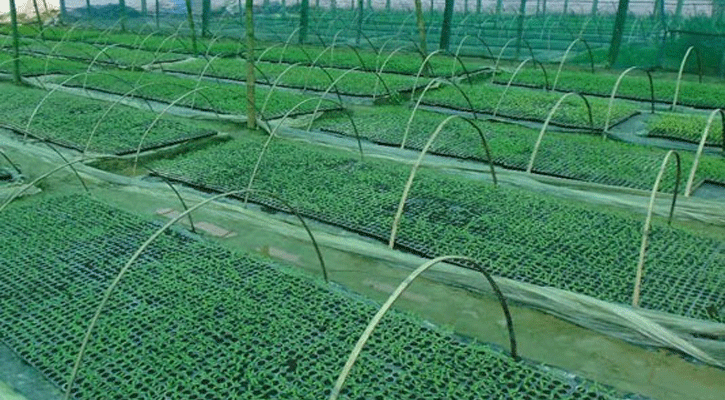 বগুড়ায় হাইব্রিড মরিচ চাষ