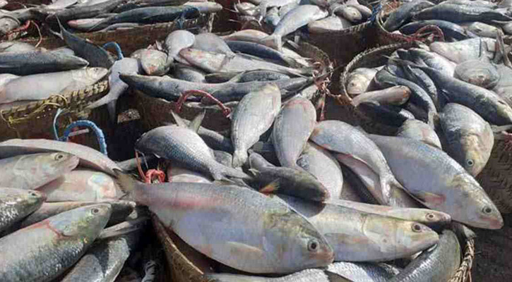 ইলিশের উৎপাদন বাড়াতে ২৪৬ কোটি টাকার প্রকল্প