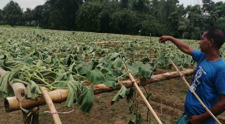 কেটে দেওয়া হলো কৃষক আতিয়ারের আড়াইশ লাউ গাছ