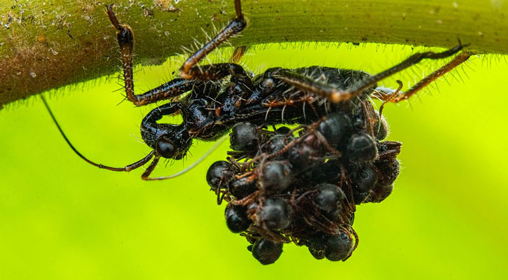 ছদ্মবেশী ঘাতক পতঙ্গ

