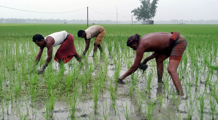 প্রণোদনার-ঋণ-পেয়েছেন-৭৮-হাজার-কৃষক