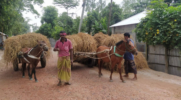 গো-খাদ্য-সংকটে-বিপাকে-বন্যাদুর্গতরা