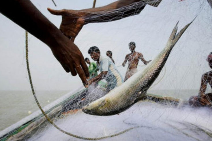 ইলিশ ধরার নিষিদ্ধ সময়ে চাল পাচ্ছেন জেলেরা